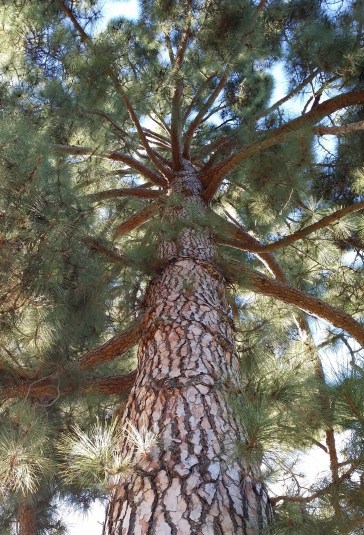 Yes.  I took a picture of the tree.  I know.